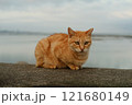 早朝、沖縄の海際に座るオレンジ色の猫 121680149
