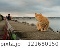 早朝、沖縄の海際に座るオレンジ色の猫 121680150