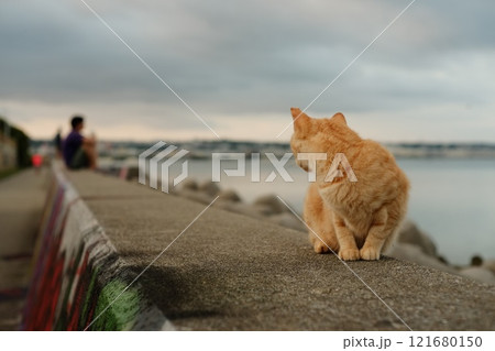 早朝、沖縄の海際に座るオレンジ色の猫 121680150