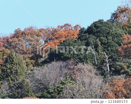 里山の紅葉 里山の紅葉 121680153