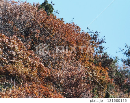 里山の紅葉 里山の紅葉 121680156