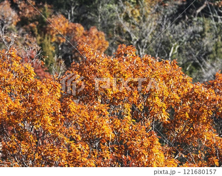 里山の紅葉 121680157