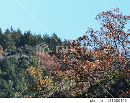 里山の紅葉 里山の紅葉 121680166