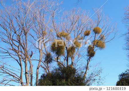 ヤドリギ 121680319