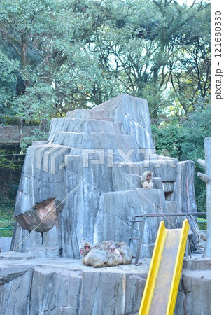 福岡市動植物園のサル山 福岡市動植物園のサル山 121680330
