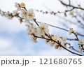 白い梅の花 121680765