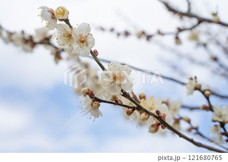 白い梅の花 121680765