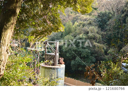 福岡市動植物園のオランウータン 121680766