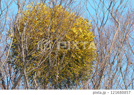 ヤドリギ ヤドリギ 121680857