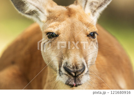 Australian Red Kangaroo 121680916