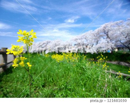 春の青空に映える桜と菜の花 121681030