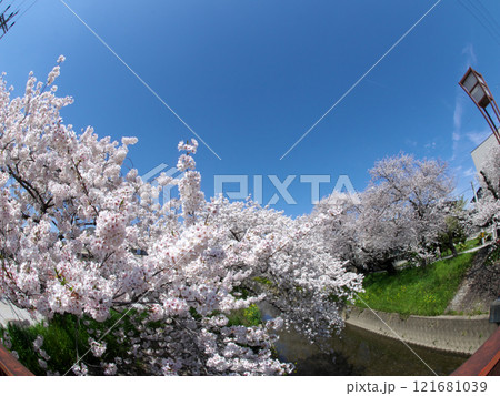 赤い橋から撮った満開の桜 121681039