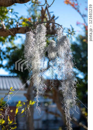 ウスネオイデス 121681239