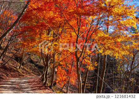 山梨県南都留郡鳴沢村　紅葉台登山道の鮮やかな紅葉 121681432