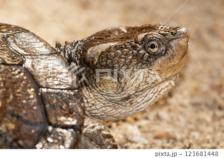 Mary River Turtle 121681448