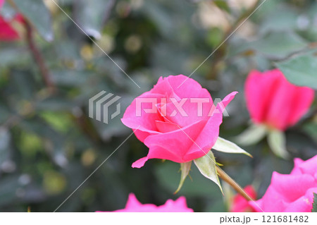 バラの花 121681482