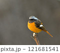 冬の渡り鳥であるジョウビタキの雄 121681541