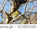 初春にメジロが遊びに来た 121681542