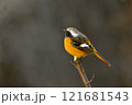 冬の渡り鳥であるジョウビタキの雄 121681543