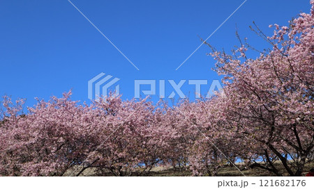 青空と河津桜 いばらきフラワーパーク 青空と河津桜 いばらきフラワーパーク 121682176