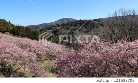 青空に映える満開の河津桜　いばらきフラワーパーク 121682708