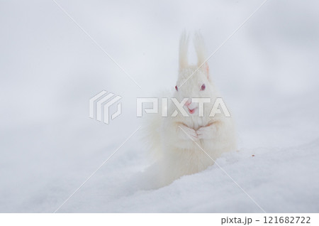 真冬の北海道に生きる、珍しいアルビノのエゾリス 121682722