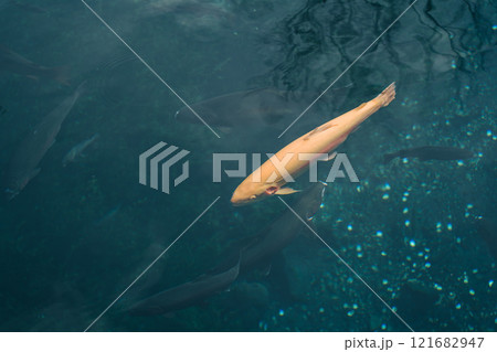 忍野八海　富士山　忍野村　名水百選　山梨県　南都留郡　透明　池　世界文化遺産　天然記念物　鯉 121682947