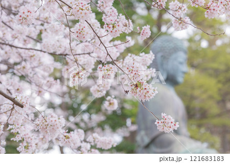 【日本】千葉県市川市の法華経寺の満開の桜と大仏 【日本】千葉県市川市の法華経寺の満開の桜と大仏 121683183
