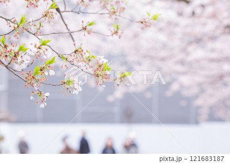【日本】千葉県市川市の法華経寺の桜の花と新緑の葉 121683187