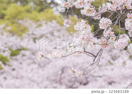 【日本】千葉県市川市の法華経寺の満開の桜 【日本】千葉県市川市の法華経寺の満開の桜 121683189