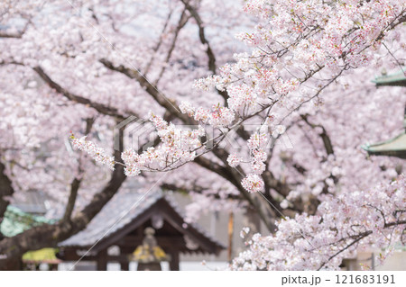 【日本】千葉県市川市の法華経寺の満開の桜 【日本】千葉県市川市の法華経寺の満開の桜 121683191