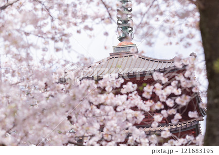 【日本】千葉県市川市の法華経寺の満開の桜と五重塔 121683195