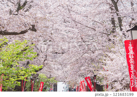 【日本】千葉県市川市の法華経寺の満開の桜並木道 121683199