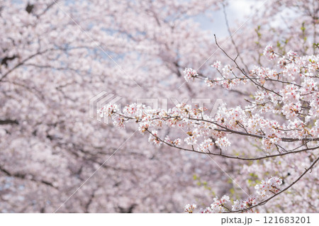【日本】千葉県市川市の法華経寺の満開の桜 121683201