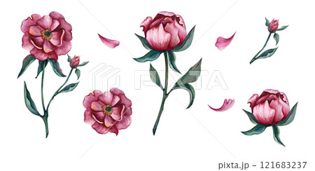 Set of pink peony buds drawing with watercolor. Hand-drawn illustration with flowers isolated on white background. For compositions for International Women's Day, cards and gifts for spring holidays 121683237