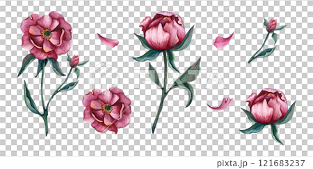 Set of pink peony buds drawing with watercolor. Hand-drawn illustration with flowers isolated on white background. For compositions for International Women's Day, cards and gifts for spring holidays 121683237