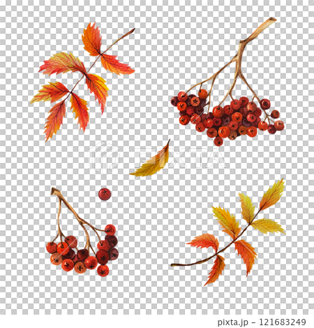 Autumn set consisting of rowan berries on branches and leaves. Watercolor bright illustration on isolated background. For creating autumn arrangements on postcards, banners, patterns. Orange and red Autumn set consisting of rowan berries on branches and leaves. Watercolor bright illustration on isolated background. For creating autumn arrangements on postcards, banners, patterns. Orange and red 121683249