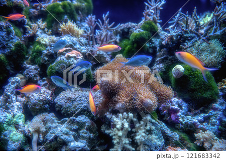 マクセルアクアパーク品川 121683342