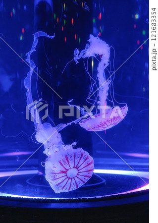 マクセルアクアパーク品川 121683354