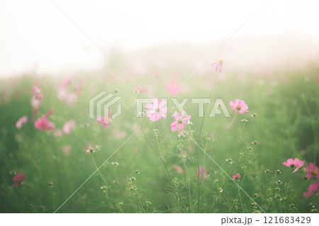 夢の中のようなコスモス畑 121683429