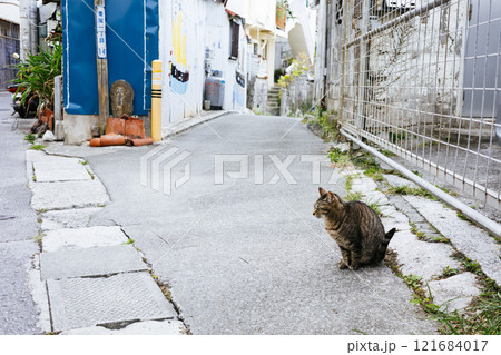 路地裏の野良猫 121684017