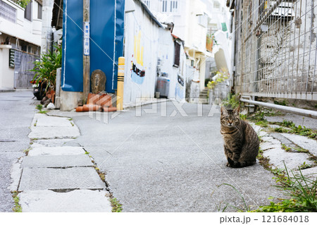 路地裏の野良猫 121684018