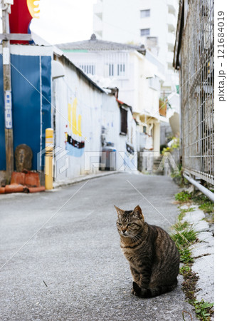 路地裏の野良猫 路地裏の野良猫 121684019