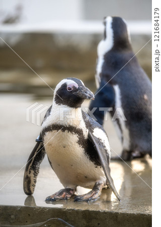 霞ヶ浦ふれあいランド 霞ヶ浦ふれあいランド 121684179