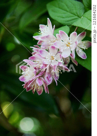 ウツギの花 ウツギの花 121684202