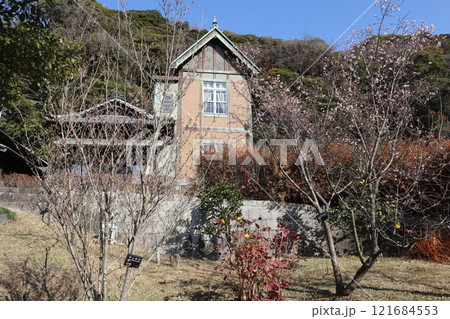 ジュウガツザクラが咲く根岸なつかし公園 旧柳下邸 ジュウガツザクラが咲く根岸なつかし公園 旧柳下邸 121684553
