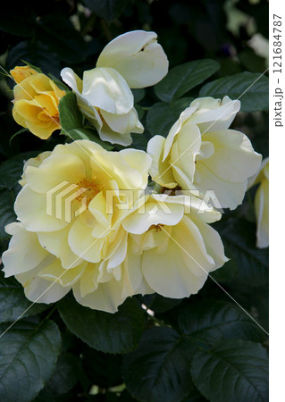 バラの花 121684787