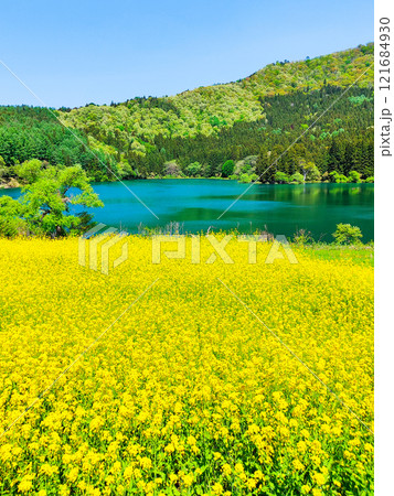 春の北竜湖 121684930