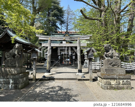 東京都武蔵野市の神社、杵築大社の正面の鳥居、狛犬と拝殿です。 東京都武蔵野市の神社、杵築大社の正面の鳥居、狛犬と拝殿です。 121684996