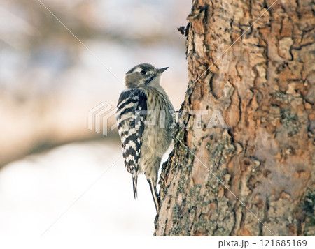 釧路の野鳥・コゲラ 釧路の野鳥・コゲラ 121685169